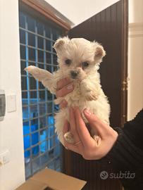 Maltese mini toy