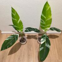 Musa Florida variegata