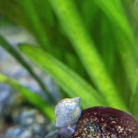 Physa, lumache, Acquario dolce