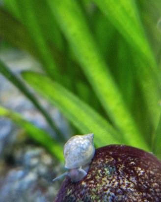 Physa, lumache, Acquario dolce
