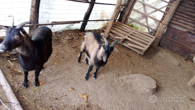 2 capre un maschio e una femmina