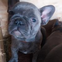 Cuccioli bulldog francesi