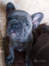 Cuccioli bulldog francesi
