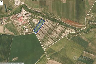 Uliveto con piante secolari