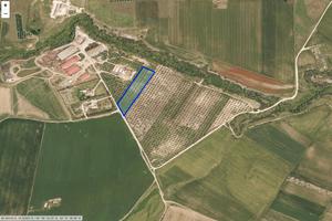 Uliveto con piante secolari