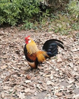 Bantam collo oro