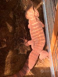 Tegu Rufescens