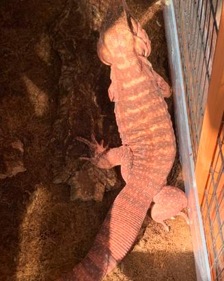 Tegu Rufescens