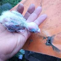 Calopsite da imbecco