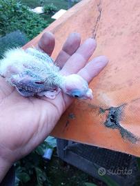 Calopsite da imbecco