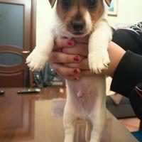 Due cuccioli di jack russel maschio