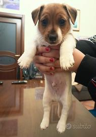 Due cuccioli di jack russel maschio