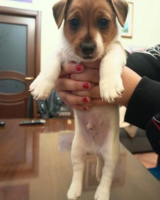 Due cuccioli di jack russel maschio