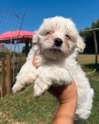 Maltipoo