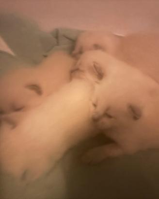 Dolci gattini di tipo Siamese Thai Blue Point