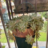 Piante grasse da appendere