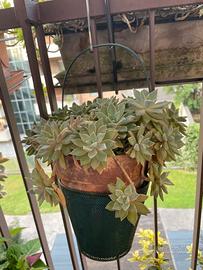 Piante grasse da appendere