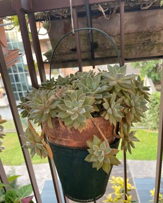 Piante grasse da appendere