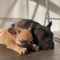 Cucciolo di bulldog francese