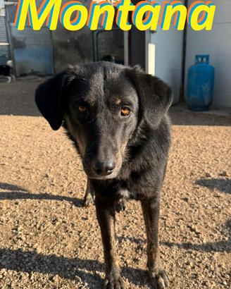 Montana cucciolona dal carattere tranquillo