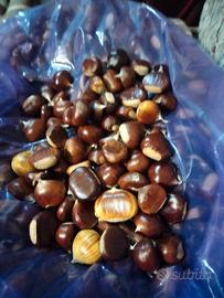 castagne e marroni Amiata bio