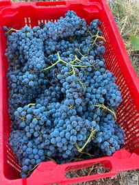 Uva da vino cannonau