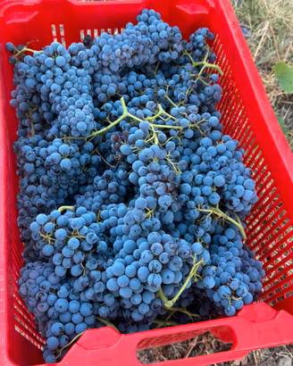 Uva da vino cannonau