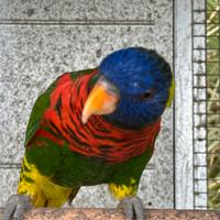 Pappagallo lori arcobaleno