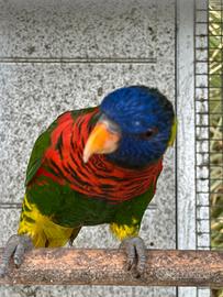 Pappagallo lori arcobaleno