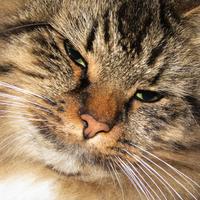 Gatto siberiano ce.r.ca.si maschio