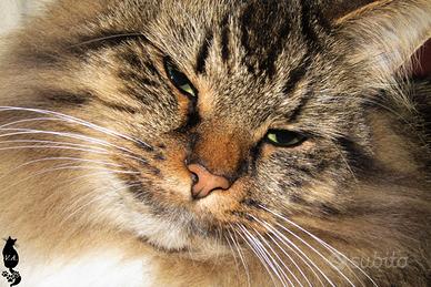 Gatto siberiano ce.r.ca.si maschio