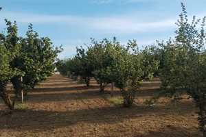 Noccioleto