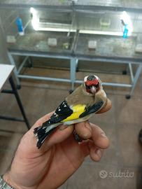 Due cardellini femmine piccolissime