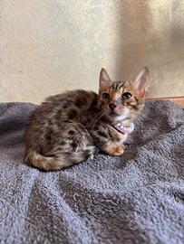Cuccioli di gatto del Bengala