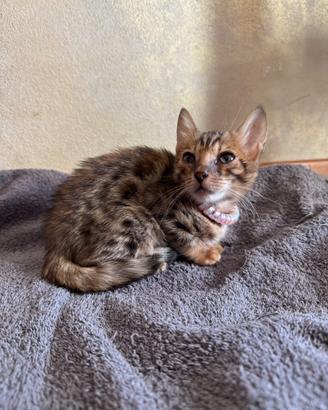 Cuccioli di gatto del Bengala
