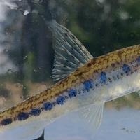 TINCHE e GOBIO contro alghe e zanzare