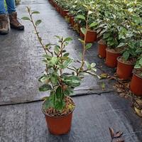 piante x siepi  photinia