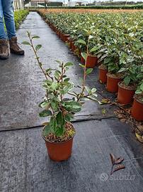 piante x siepi  photinia