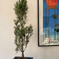 Bonsai di cipresso italiano