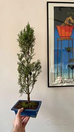 Bonsai di cipresso italiano