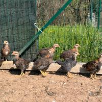 Pulcinotti di Coronata Siciliana