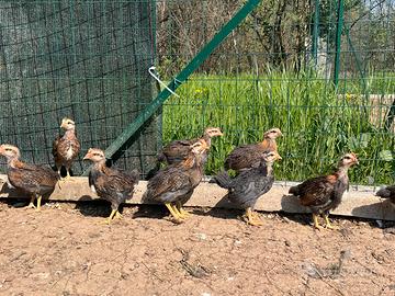 Pulcinotti di Coronata Siciliana