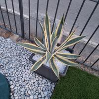 Agave
