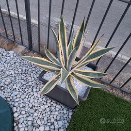 Agave
