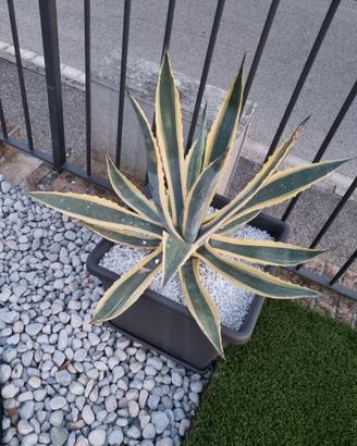 Agave