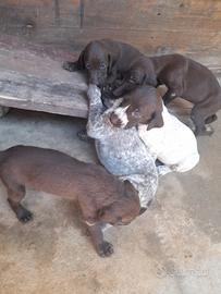 cuccioli kurzhaar 