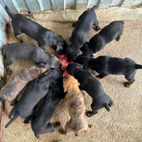Cuccioli segugio maremmano