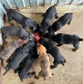 Cuccioli segugio maremmano