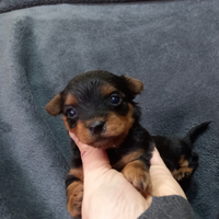 Yorkshire terrier per prenotazione