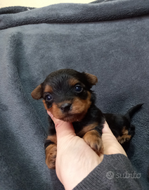 Yorkshire terrier per prenotazione